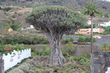 Parco del Drago Millenario Tenerife