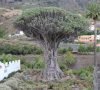 drago milenario