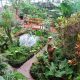 mariposario del drago icod