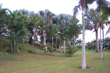 palmetum di tenerife